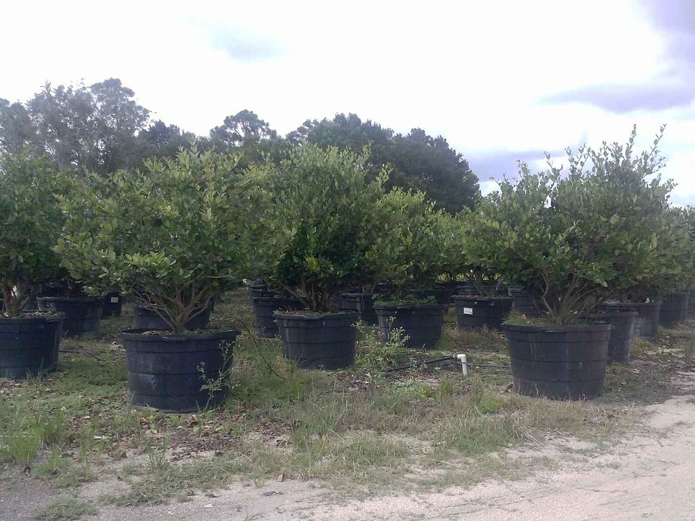 ligustrum-japonicum-japanese-privet-wax-leaf-ligustrum