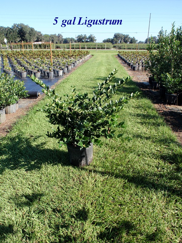 ligustrum-japonicum-japanese-privet-wax-leaf-ligustrum