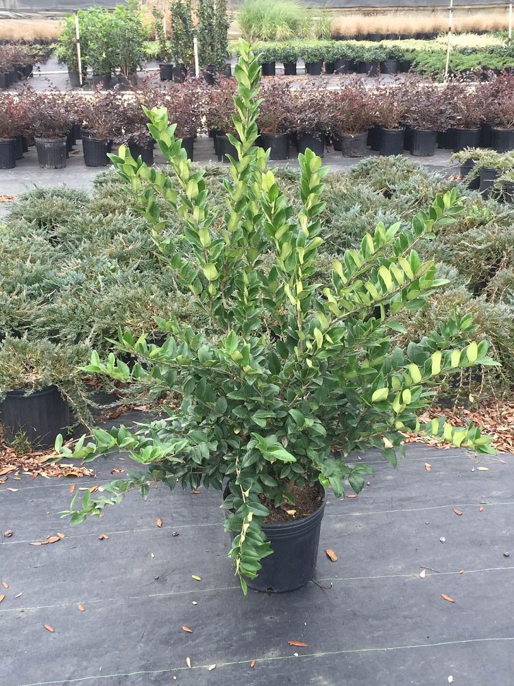 ligustrum-japonicum-japanese-privet-wax-leaf-ligustrum
