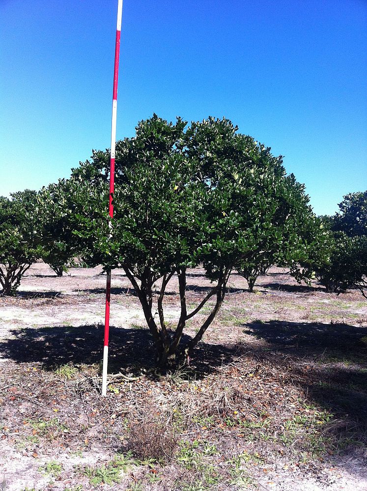 ligustrum-japonicum-japanese-privet-wax-leaf-ligustrum