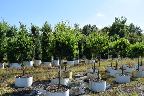 ligustrum-japonicum-japanese-privet-wax-leaf-ligustrum