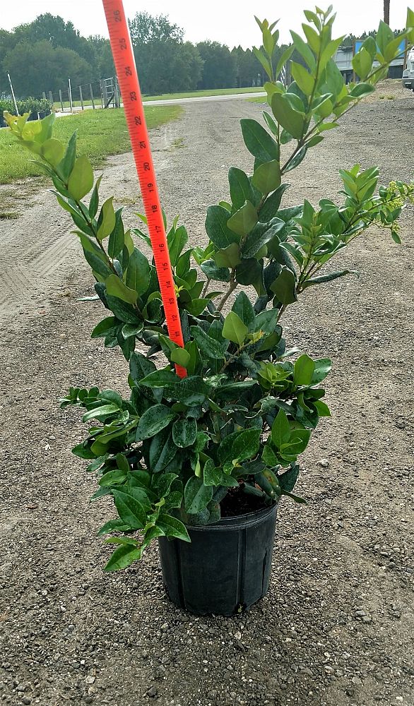 ligustrum-japonicum-japanese-privet-wax-leaf-ligustrum