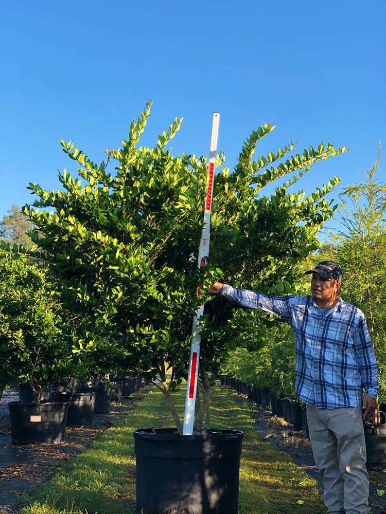 ligustrum-japonicum-japanese-privet-wax-leaf-ligustrum