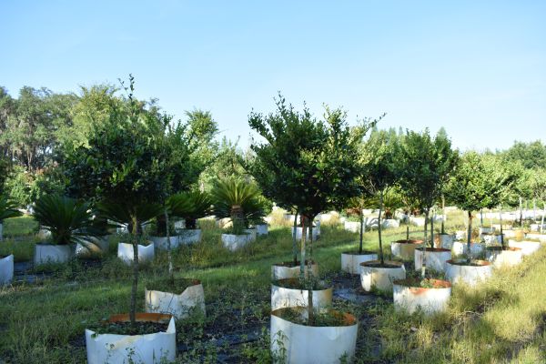 ligustrum-japonicum-japanese-privet-wax-leaf-ligustrum