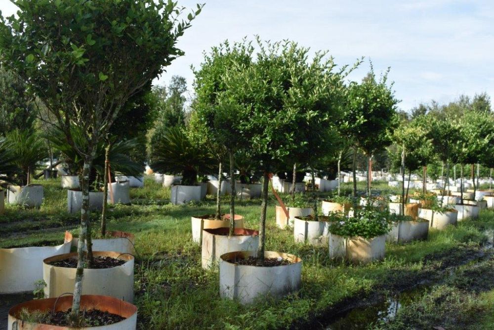 ligustrum-japonicum-japanese-privet-wax-leaf-ligustrum