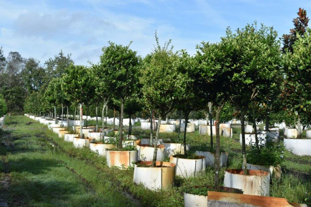 ligustrum-japonicum-japanese-privet-wax-leaf-ligustrum