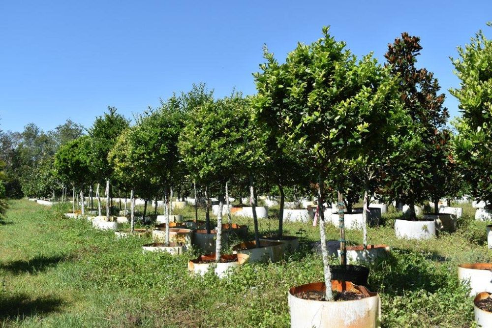 ligustrum-japonicum-japanese-privet-wax-leaf-ligustrum