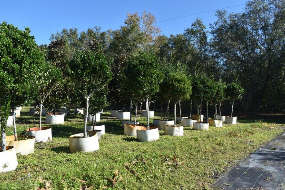 ligustrum-japonicum-japanese-privet-wax-leaf-ligustrum