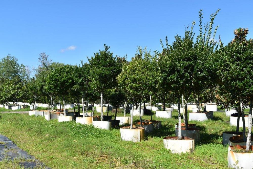 ligustrum-japonicum-japanese-privet-wax-leaf-ligustrum