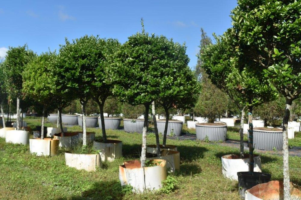 ligustrum-japonicum-japanese-privet-wax-leaf-ligustrum