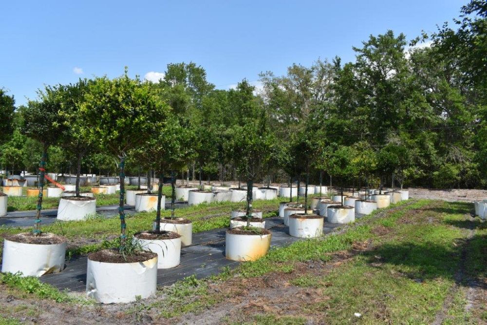 ligustrum-japonicum-japanese-privet-wax-leaf-ligustrum