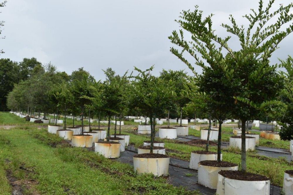 ligustrum-japonicum-japanese-privet-wax-leaf-ligustrum