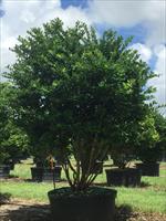 ligustrum-japonicum-japanese-privet-wax-leaf-ligustrum