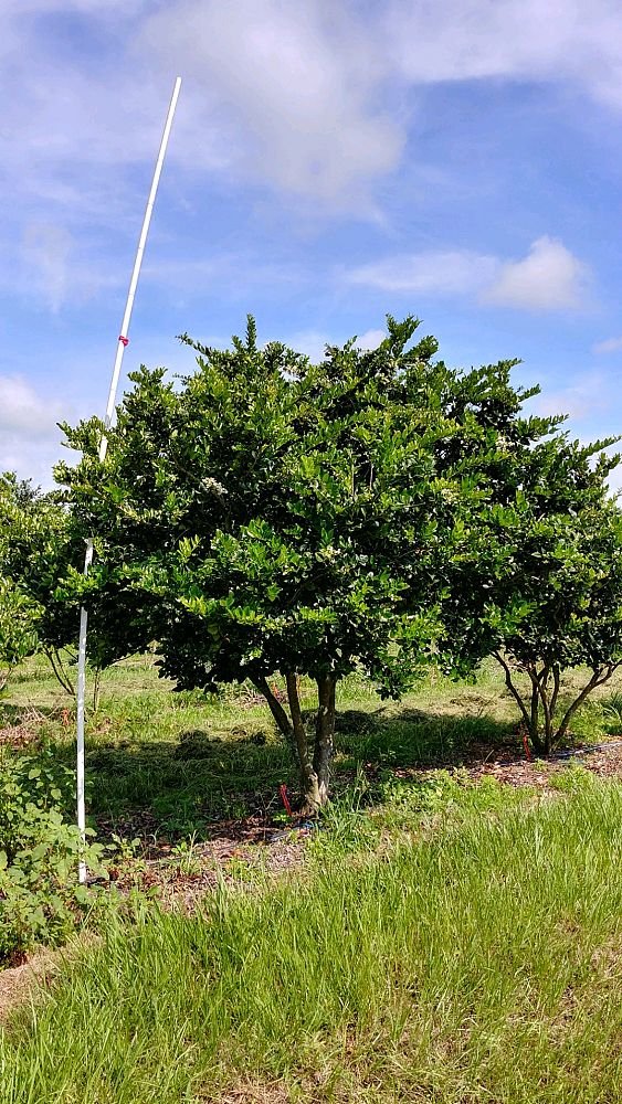 ligustrum-japonicum-japanese-privet-wax-leaf-ligustrum