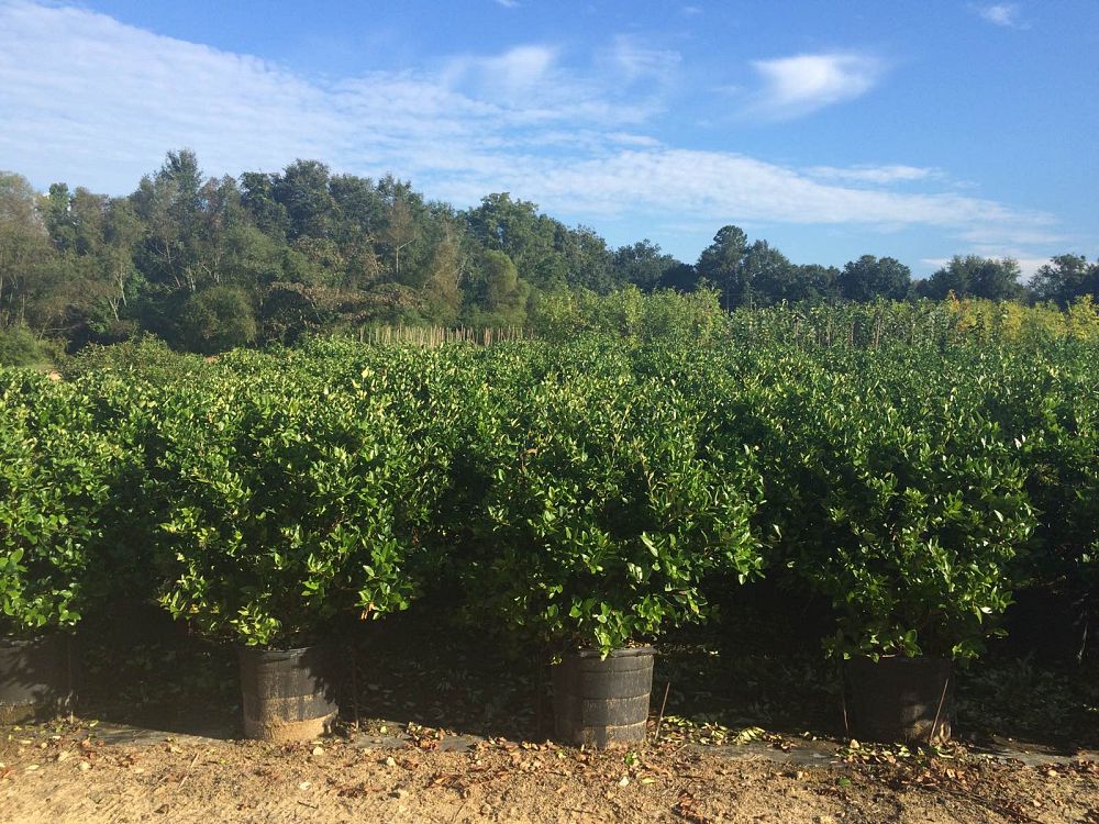 ligustrum-japonicum-japanese-privet-wax-leaf-ligustrum