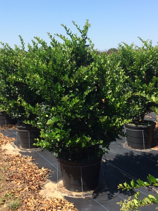 ligustrum-japonicum-japanese-privet-wax-leaf-ligustrum