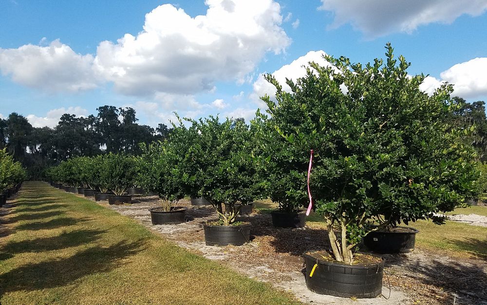 ligustrum-japonicum-japanese-privet-wax-leaf-ligustrum