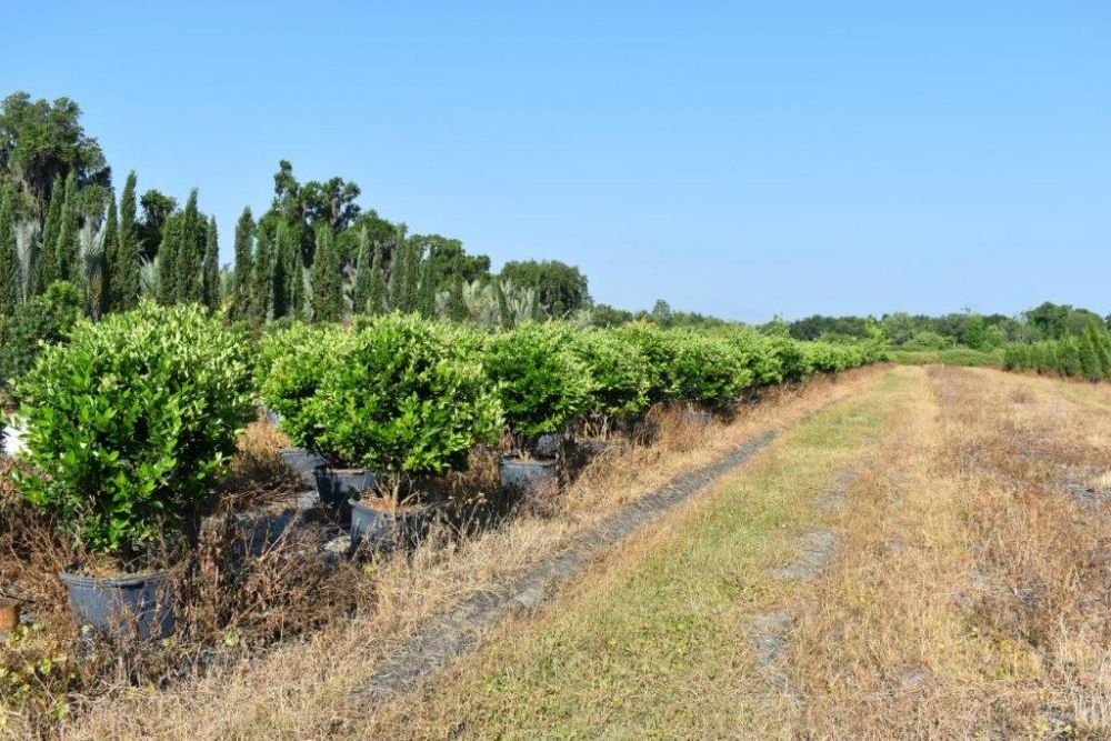 ligustrum-japonicum-japanese-privet-wax-leaf-ligustrum