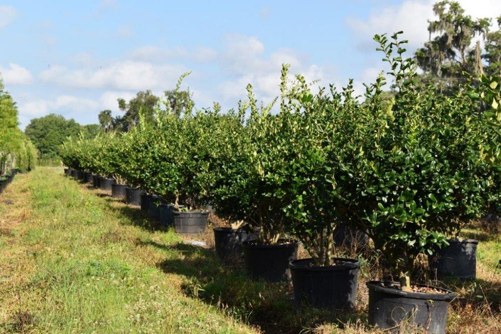 ligustrum-japonicum-japanese-privet-wax-leaf-ligustrum