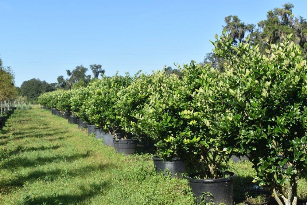 ligustrum-japonicum-japanese-privet-wax-leaf-ligustrum