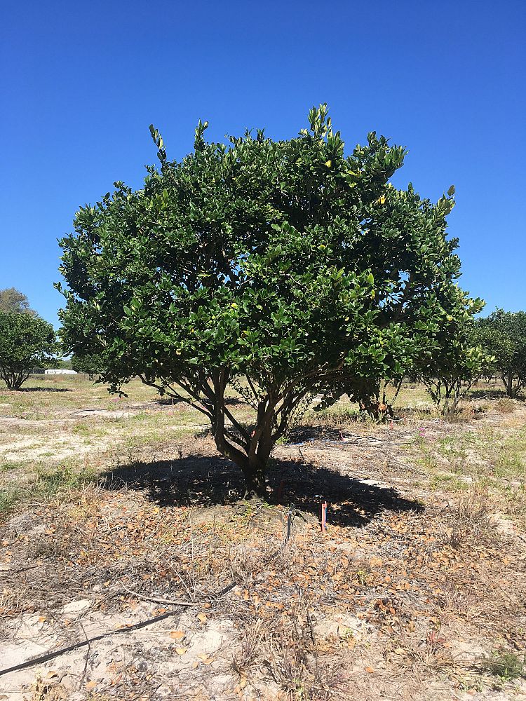 ligustrum-japonicum-japanese-privet-wax-leaf-ligustrum