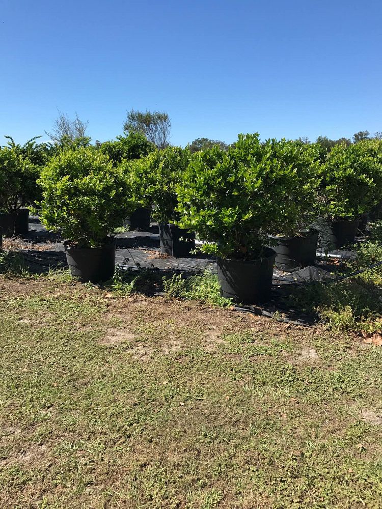 ligustrum-japonicum-japanese-privet-wax-leaf-ligustrum