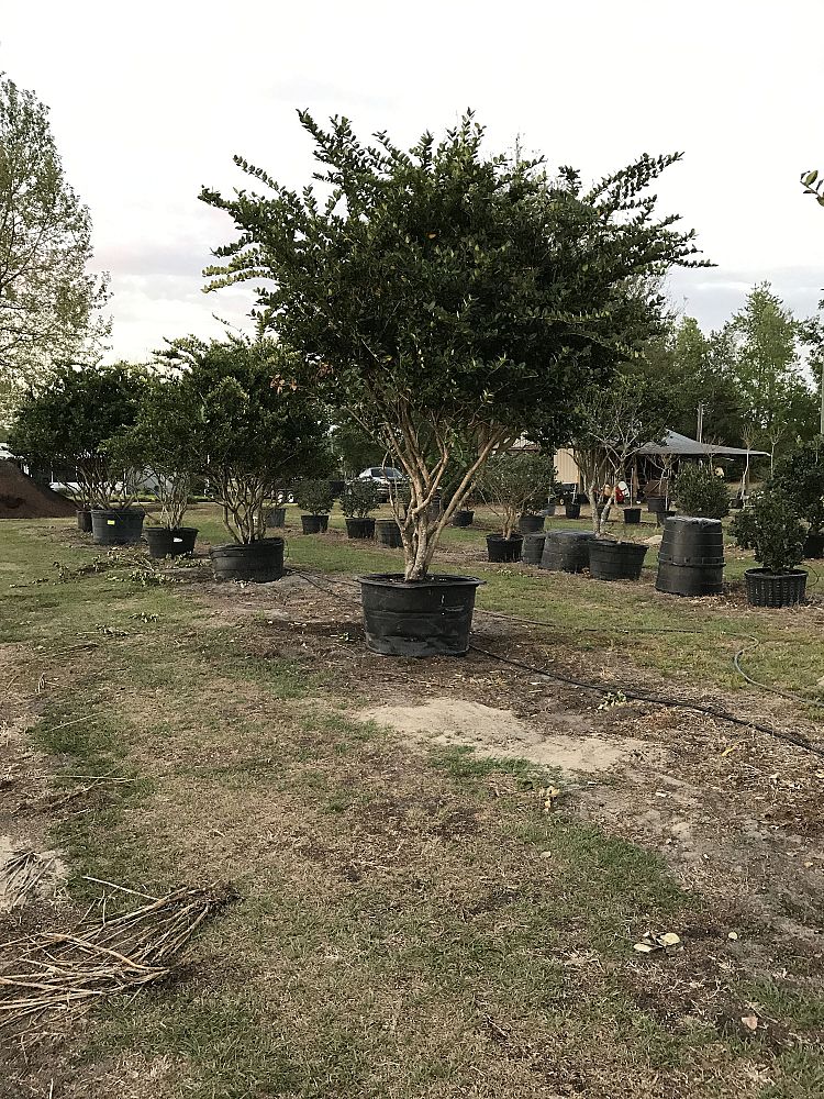 ligustrum-japonicum-japanese-privet-wax-leaf-ligustrum