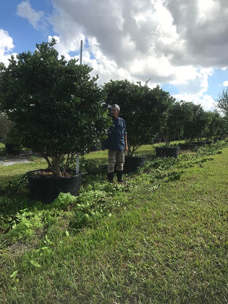 ligustrum-japonicum-japanese-privet-wax-leaf-ligustrum