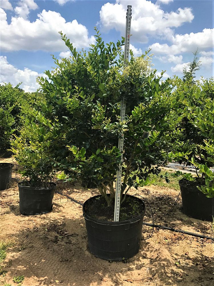ligustrum-japonicum-japanese-privet-wax-leaf-ligustrum