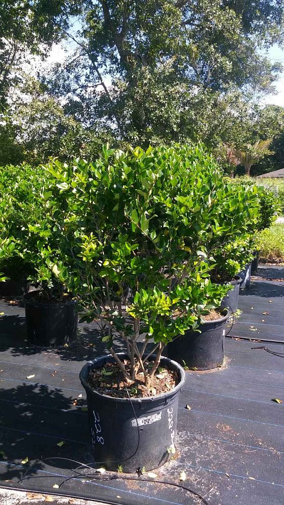 ligustrum-japonicum-japanese-privet-wax-leaf-ligustrum