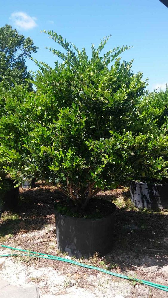 ligustrum-japonicum-japanese-privet-wax-leaf-ligustrum