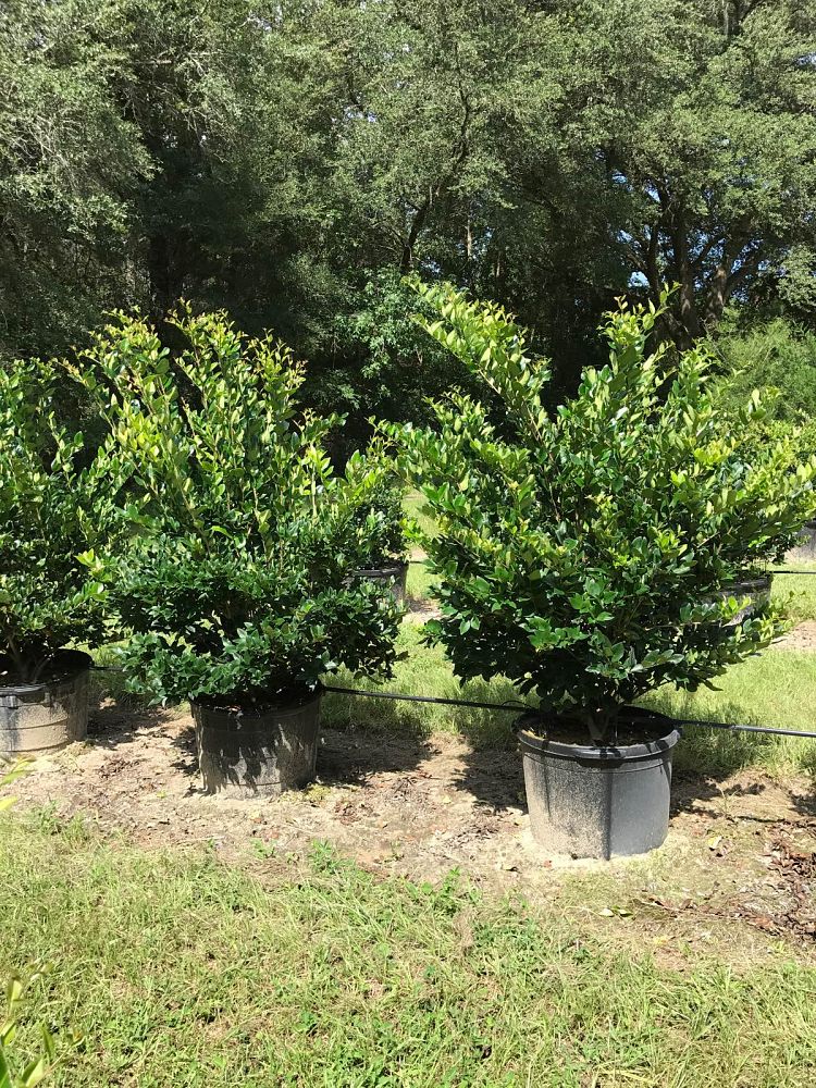 ligustrum-japonicum-japanese-privet-wax-leaf-ligustrum