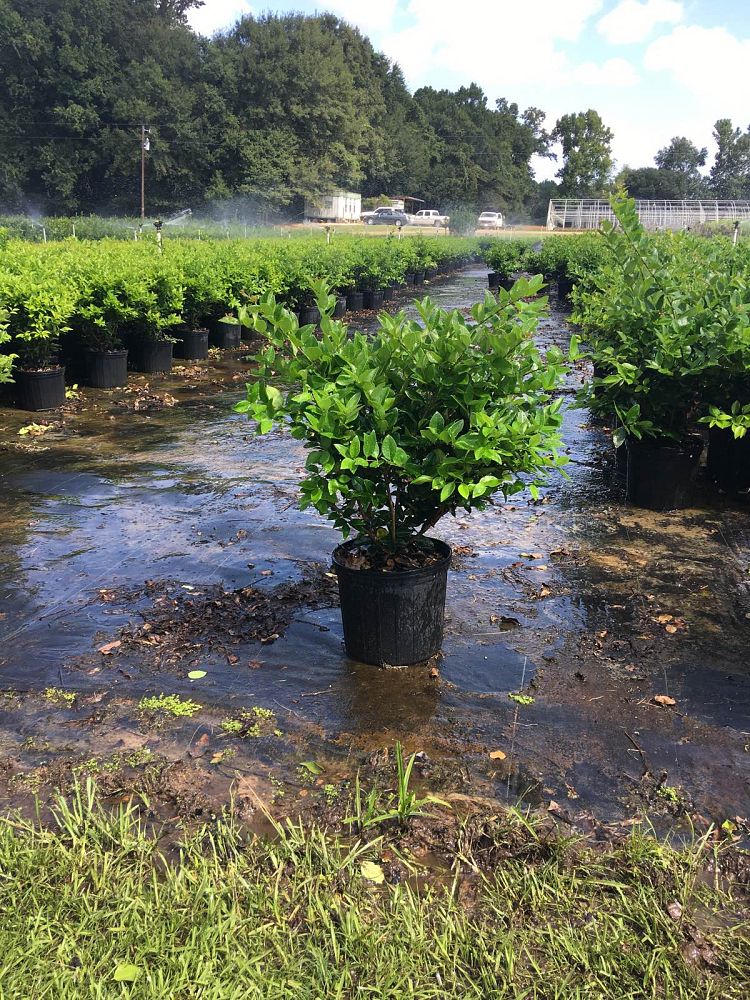 ligustrum-japonicum-japanese-privet-wax-leaf-ligustrum