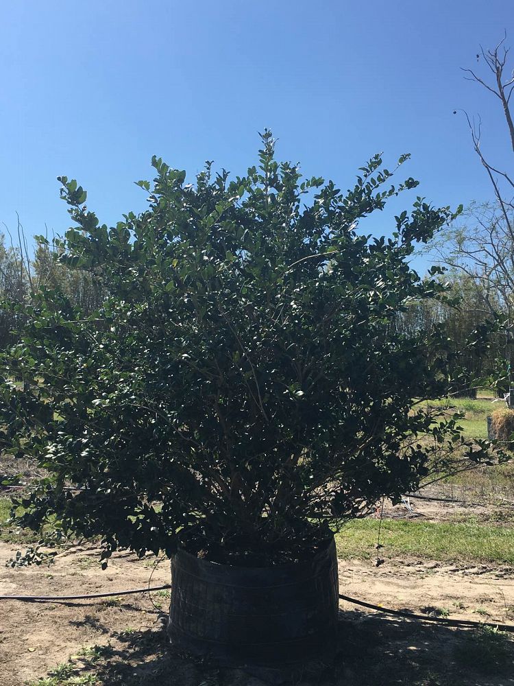 ligustrum-japonicum-japanese-privet-wax-leaf-ligustrum