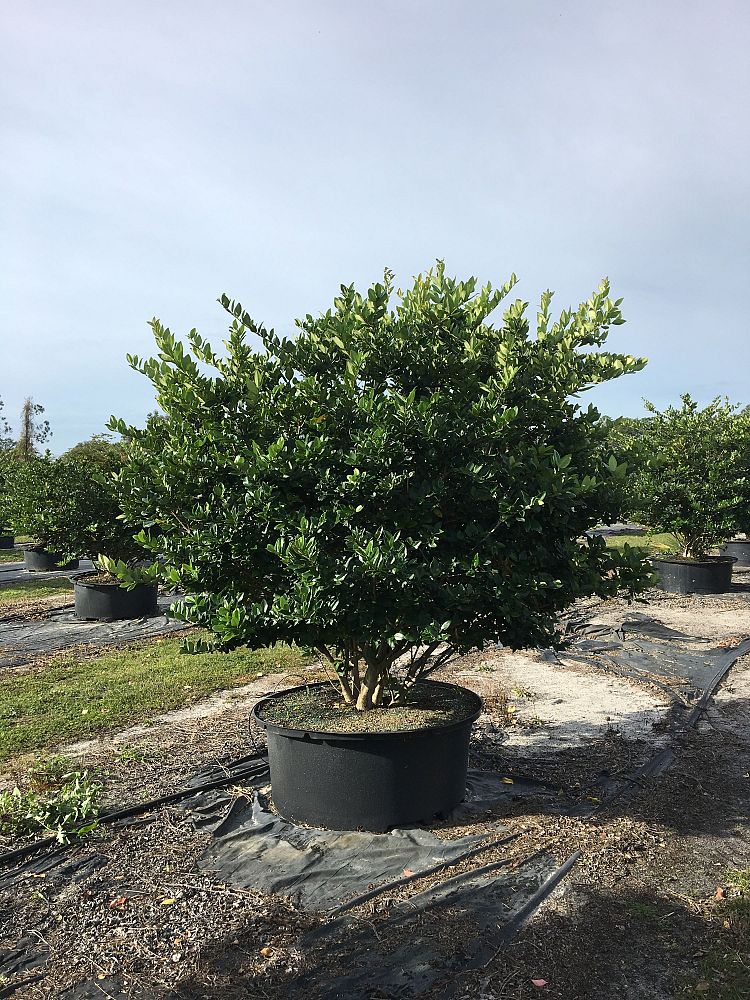 ligustrum-japonicum-japanese-privet-wax-leaf-ligustrum