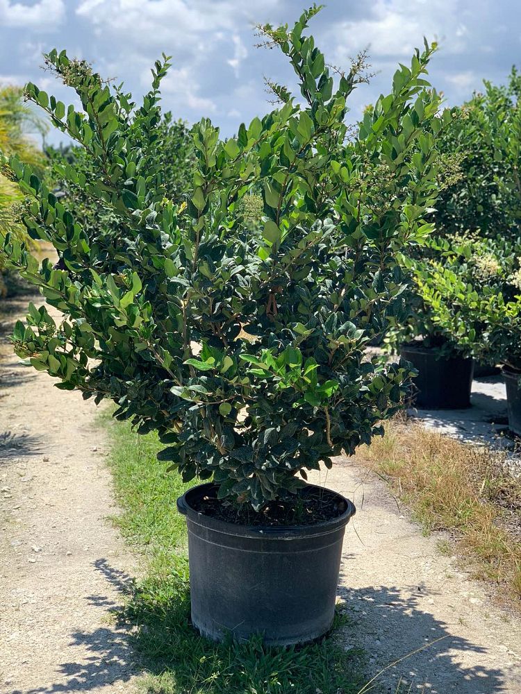 ligustrum-japonicum-japanese-privet-wax-leaf-ligustrum