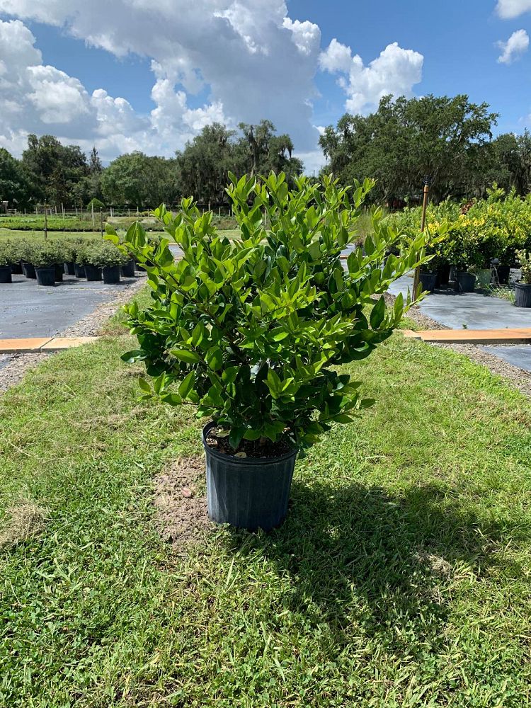 ligustrum-japonicum-japanese-privet-wax-leaf-ligustrum