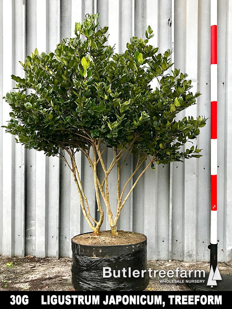 ligustrum-japonicum-japanese-privet-wax-leaf-ligustrum