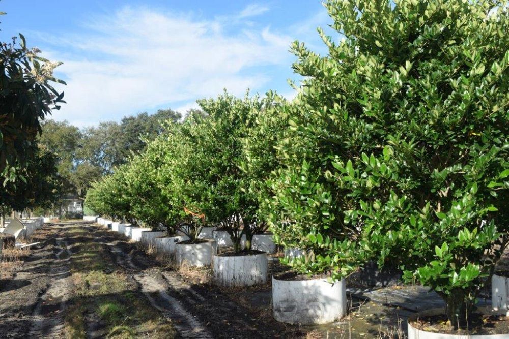 ligustrum-japonicum-japanese-privet-wax-leaf-ligustrum