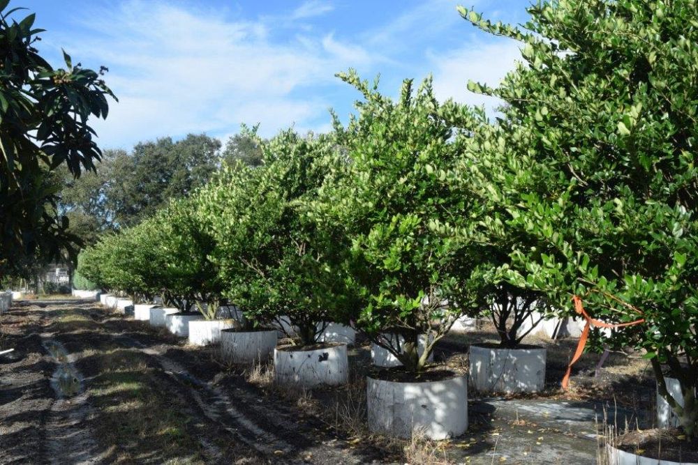 ligustrum-japonicum-japanese-privet-wax-leaf-ligustrum