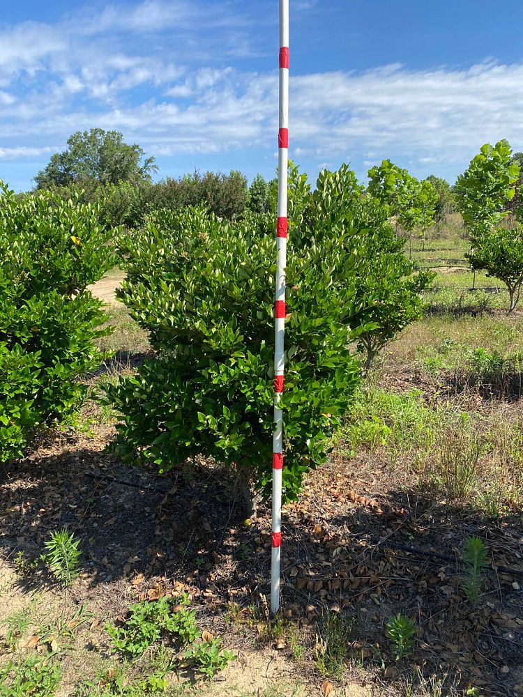 ligustrum-japonicum-japanese-privet-wax-leaf-ligustrum