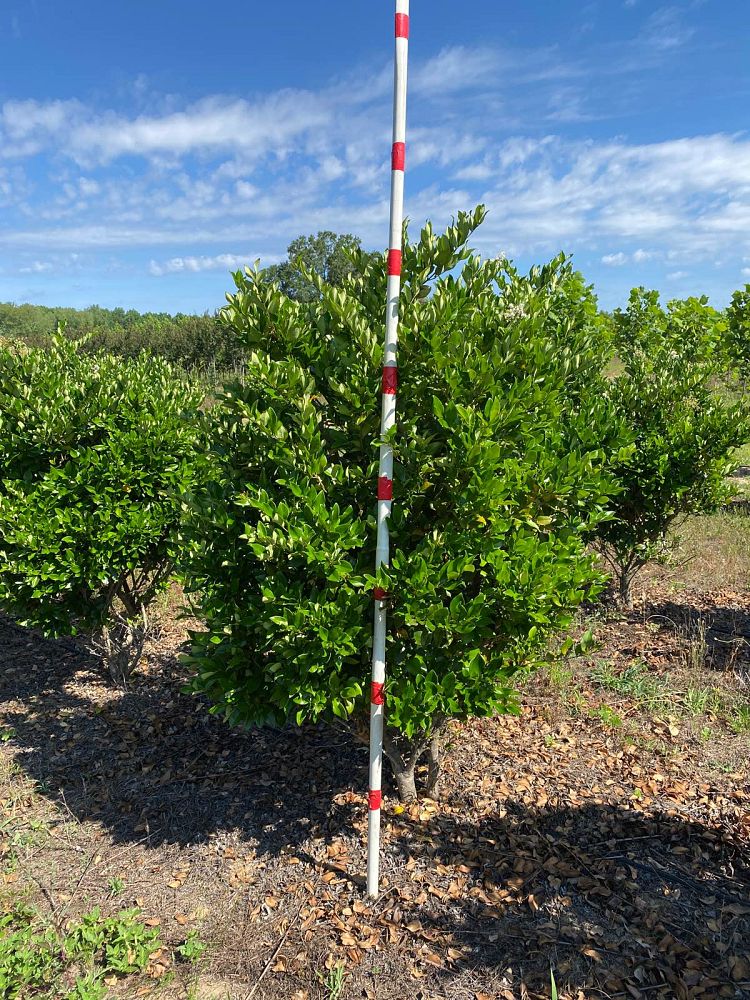 ligustrum-japonicum-japanese-privet-wax-leaf-ligustrum