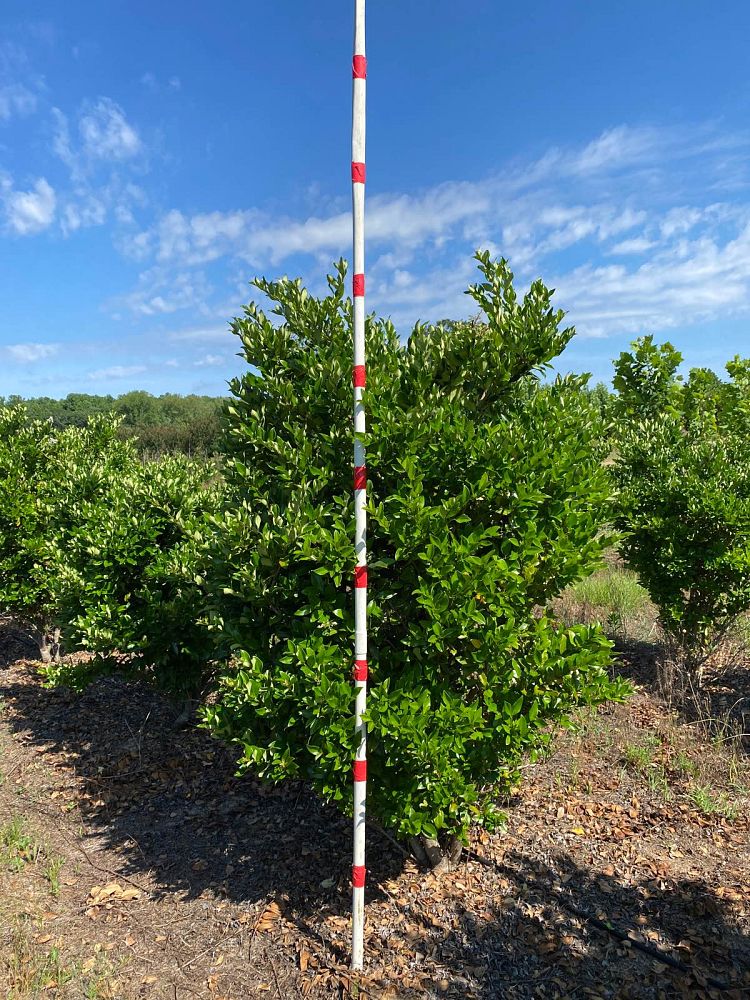 ligustrum-japonicum-japanese-privet-wax-leaf-ligustrum