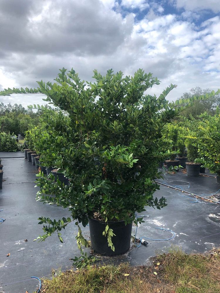 ligustrum-japonicum-japanese-privet-wax-leaf-ligustrum