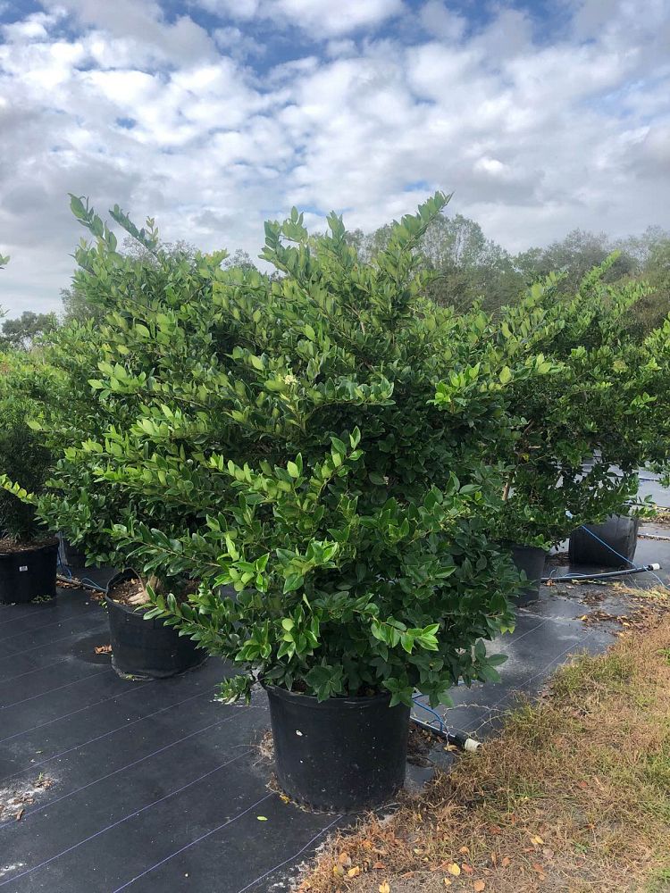 ligustrum-japonicum-japanese-privet-wax-leaf-ligustrum