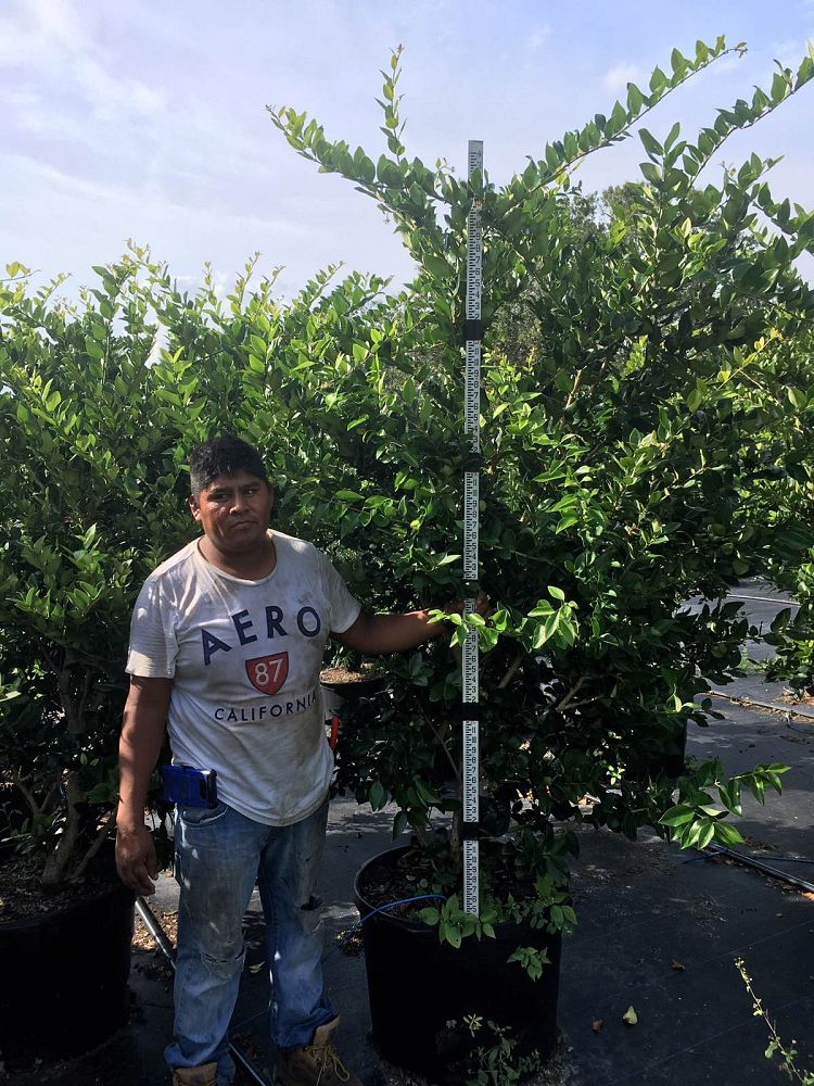 ligustrum-japonicum-japanese-privet-wax-leaf-ligustrum