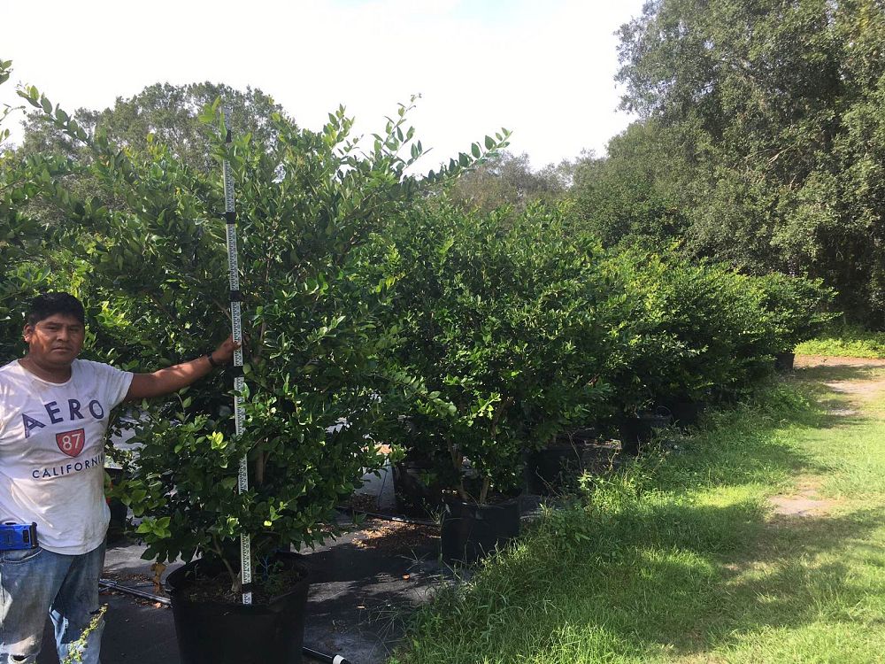 ligustrum-japonicum-japanese-privet-wax-leaf-ligustrum