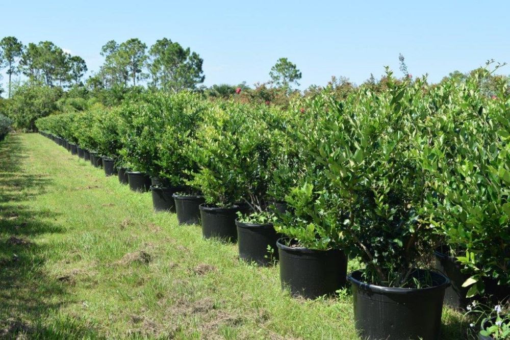 ligustrum-japonicum-japanese-privet-wax-leaf-ligustrum