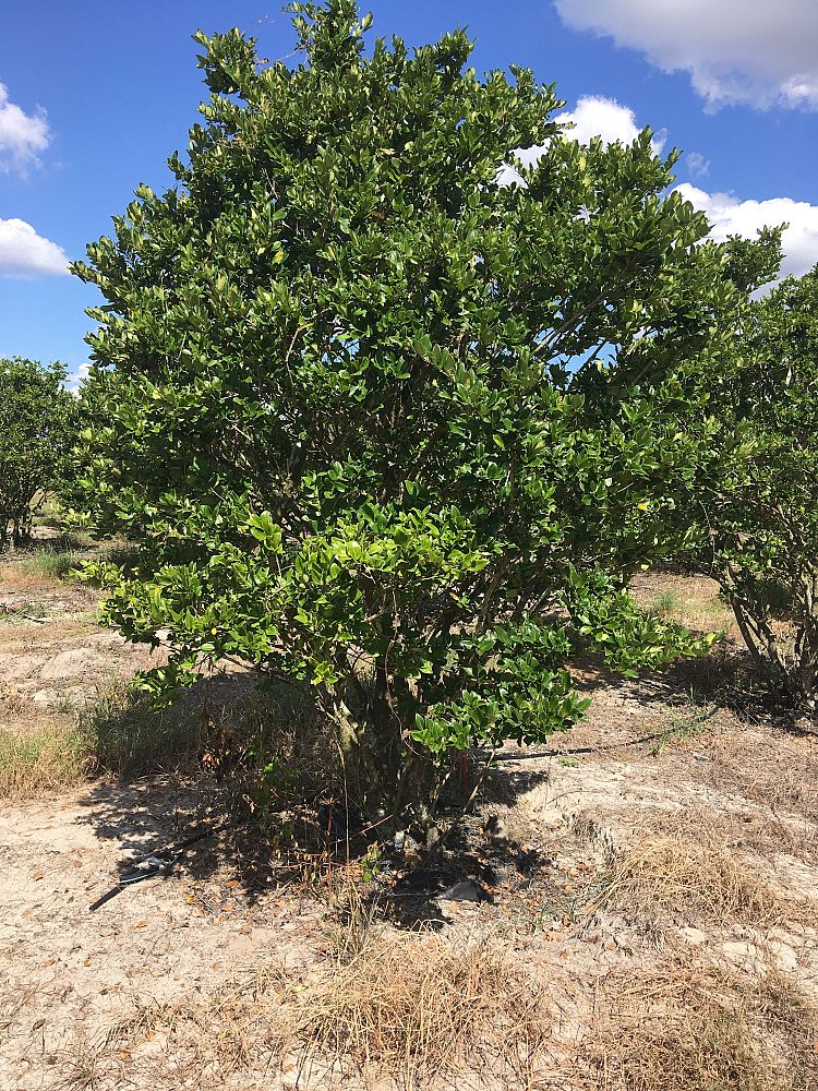 ligustrum-japonicum-japanese-privet-wax-leaf-ligustrum