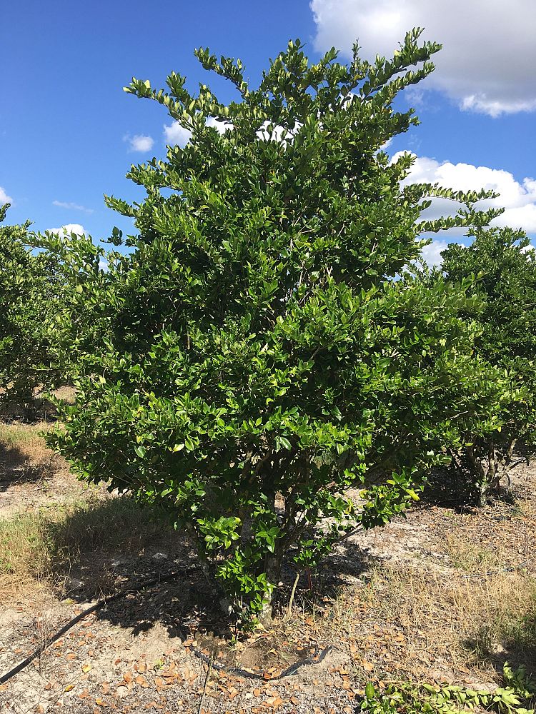 ligustrum-japonicum-japanese-privet-wax-leaf-ligustrum
